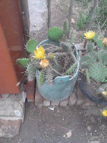 被一朵花感动作文