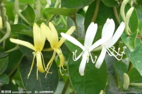 【挑战古诗词】代表作二《鹧鸪天 金银花》作文