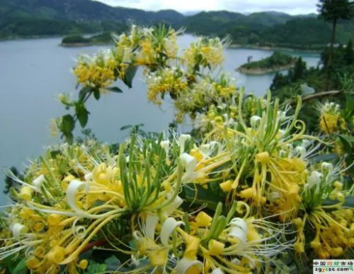 【挑战古诗词】代表作二《鹧鸪天 金银花》作文