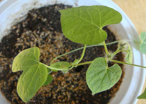 我的发现(十四):等待花开作文