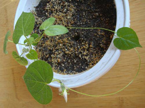 我的发现(十四):等待花开作文