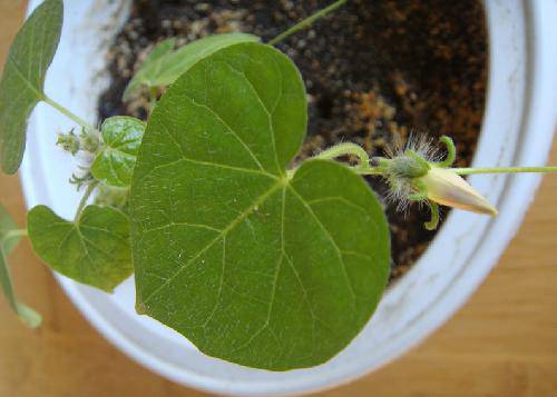 我的发现(十四):等待花开作文