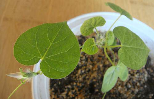 我的发现(十四):等待花开作文