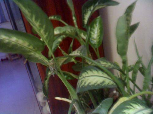 “袖珍”小蝉【附图片】作文