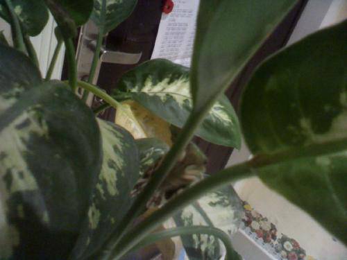 “袖珍”小蝉【附图片】作文