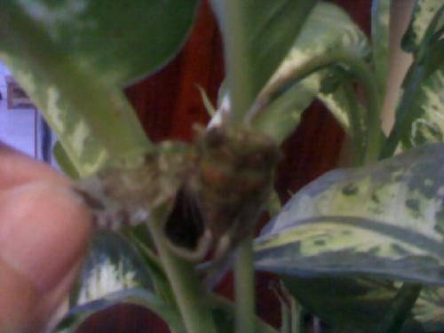 “袖珍”小蝉【附图片】作文