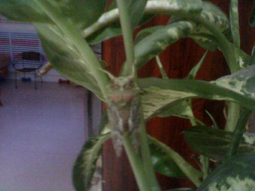 “袖珍”小蝉【附图片】作文