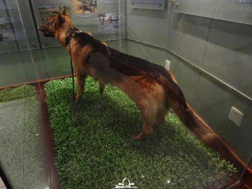 人民警察 光荣而神圣——参观洛阳警察博物馆作文