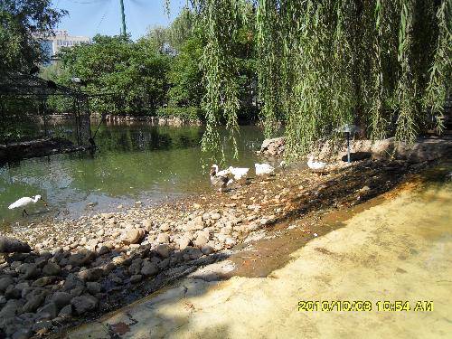 美丽的动物园作文