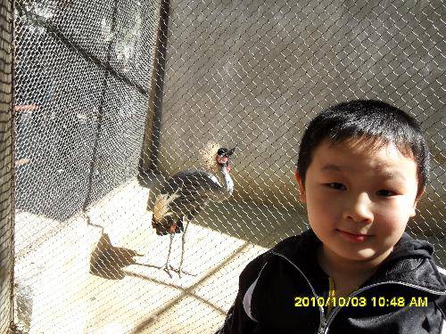 美丽的动物园作文