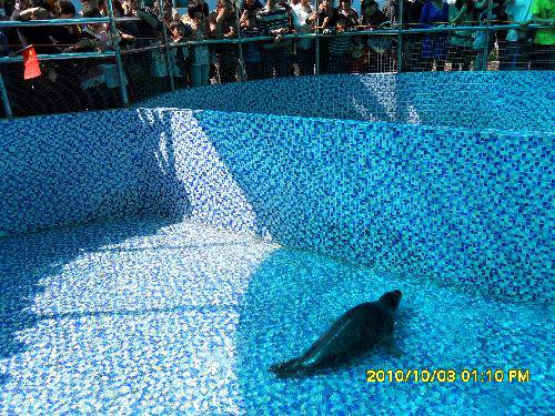 美丽的动物园作文