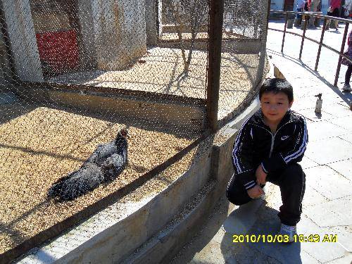 美丽的动物园作文