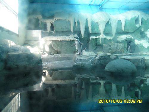 美丽的动物园作文