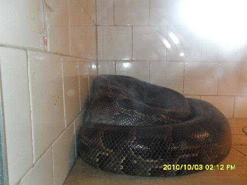 美丽的动物园作文