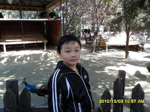 美丽的动物园作文