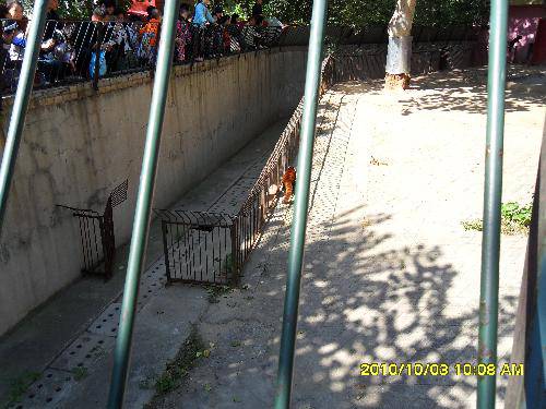 美丽的动物园作文