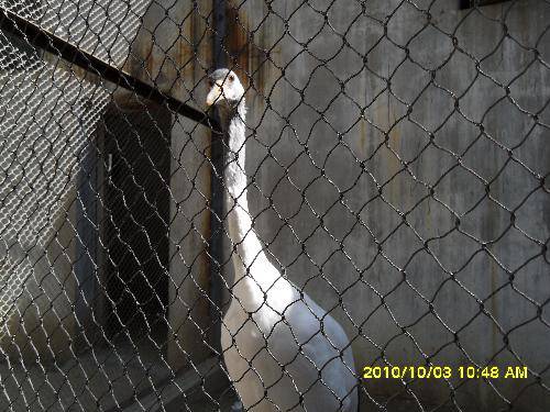 美丽的动物园作文