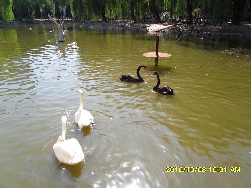 美丽的动物园作文