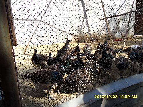 美丽的动物园作文