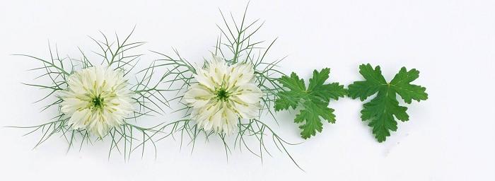 信纸 - MM - 素材库 给爸爸妈妈说悄悄话作文