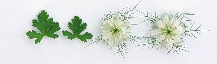 信纸 - MM - 素材库 给爸爸妈妈说悄悄话作文