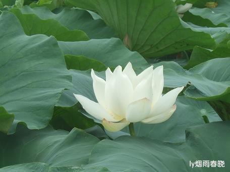 莫道田园无胜景 世外桃源乡村美作文