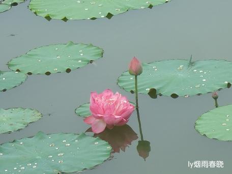 莫道田园无胜景 世外桃源乡村美作文