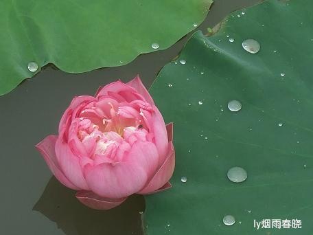 莫道田园无胜景 世外桃源乡村美作文