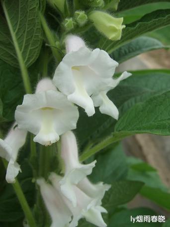 莫道田园无胜景 世外桃源乡村美作文