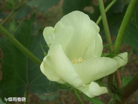 莫道田园无胜景 世外桃源乡村美作文