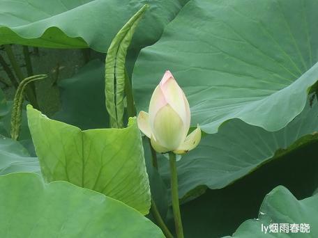 莫道田园无胜景 世外桃源乡村美作文