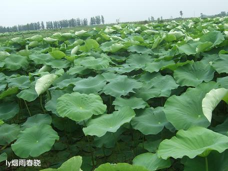 莫道田园无胜景 世外桃源乡村美作文