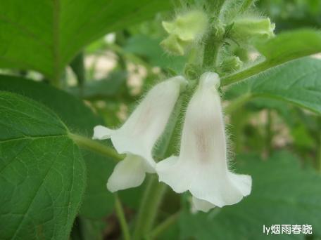 莫道田园无胜景 世外桃源乡村美作文