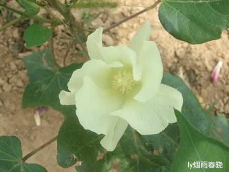 莫道田园无胜景 世外桃源乡村美作文