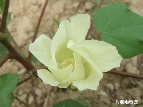 莫道田园无胜景 世外桃源乡村美作文