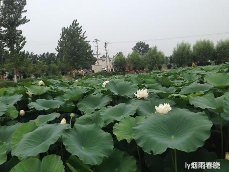 莫道田园无胜景 世外桃源乡村美作文