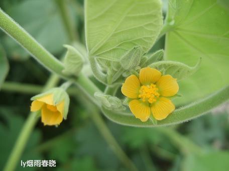 莫道田园无胜景 世外桃源乡村美作文