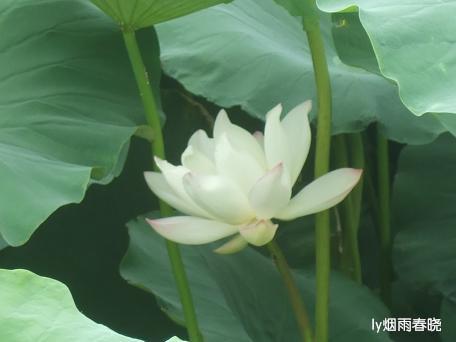 莫道田园无胜景 世外桃源乡村美作文