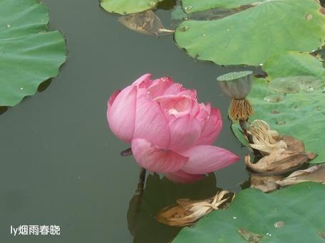 莫道田园无胜景 世外桃源乡村美作文