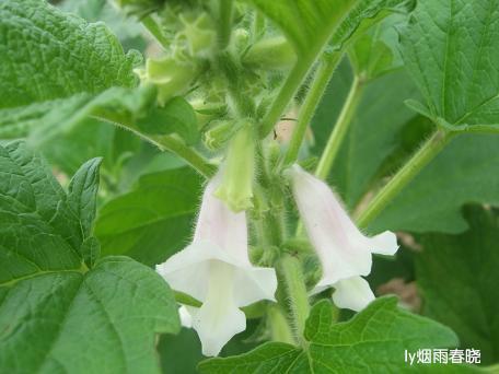 莫道田园无胜景 世外桃源乡村美作文