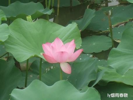 莫道田园无胜景 世外桃源乡村美作文