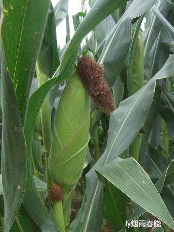 莫道田园无胜景 世外桃源乡村美作文