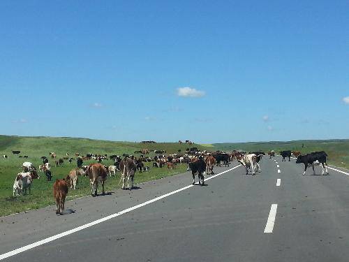 格格东游记(八)——呼伦贝尔大草原作文