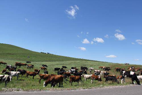 格格东游记(八)——呼伦贝尔大草原作文