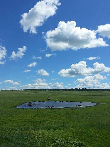 格格东游记(八)——呼伦贝尔大草原作文