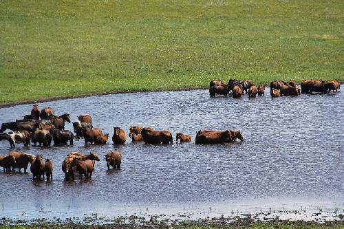 格格东游记(八)——呼伦贝尔大草原作文