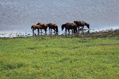 格格东游记(八)——呼伦贝尔大草原作文