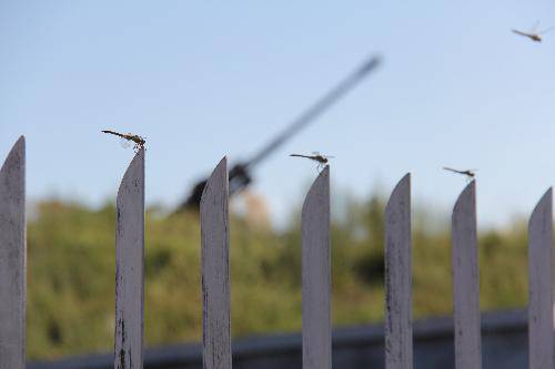 格格东游记(八)——呼伦贝尔大草原作文