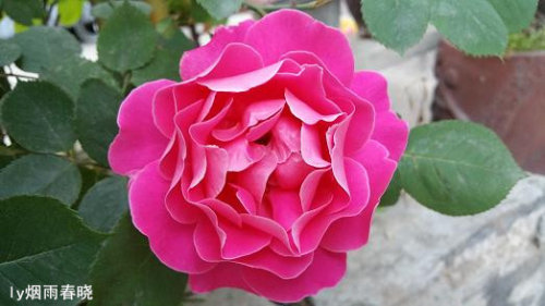 关注美好 远离路怒症作文