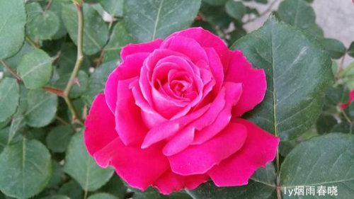 关注美好 远离路怒症作文